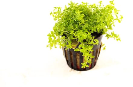 Moerings Micranthemum Micranthemoides | Amerikaans parelkruid | in 5 cm pot