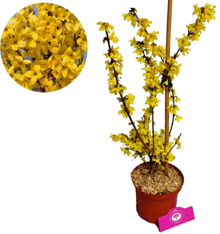Forsythia intermedia 'Flojor' Minigold, 2 liter pot
