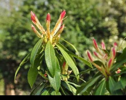 Pieris hybr. 'Forest Flame' - Rotsheide 'Forest Flame' , Lavendelheide 20- 30 cm in pot