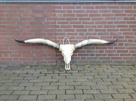 Longhoorn echt Medium