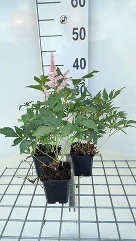 6x Pluimspirea - Astilbe (j) 'Peach Blossom' | 9x9 cm pot
