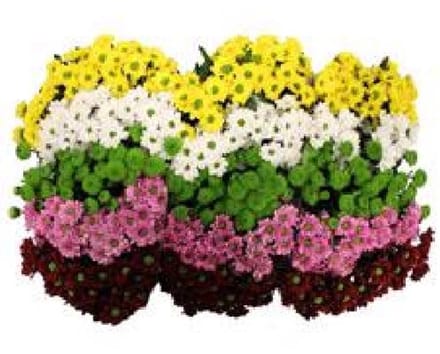 25x Chrysant san.mix/pak 5 kleuren 50cm
