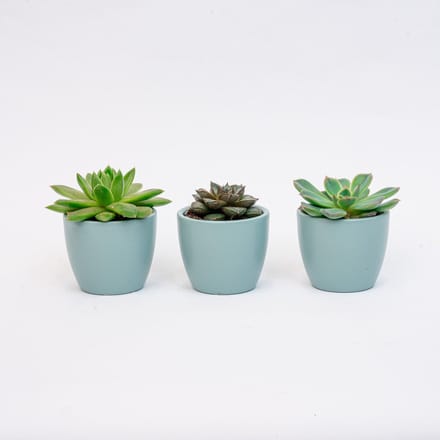 Plantenset van 3 met mini pot - Blauw/wit - Vetplanten mix - Ø 6 cm