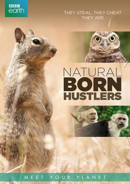 BBC Earth - Natural Born Hustlers