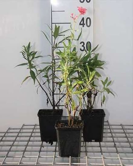 6x Spoorbloem - Centranthus ruber 'Coccineus' | 9x9 cm pot