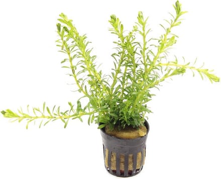 Moerings Rotala Bossii in 5 cm pot
