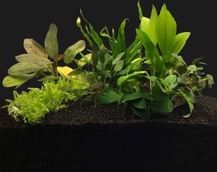 Aquariumplanten Pakket voor 80CM Aquarium