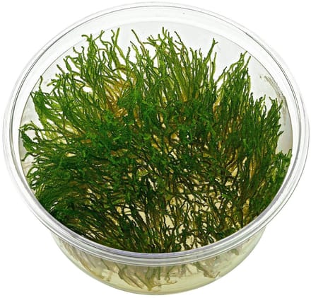 Moerings Flame mos | Fire mos | In vitro cup Waterplant