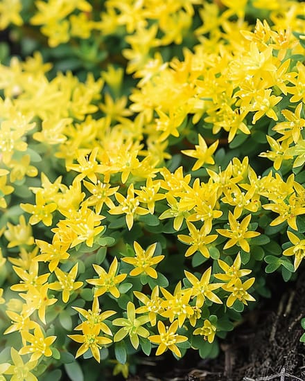 Muurpeper Zaden Sedum Acre Meerjarig Geel