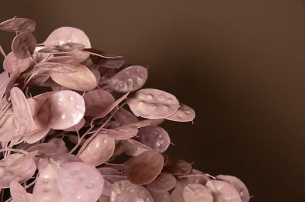 PTMD Leaves Plant Pink Money Tree Spray