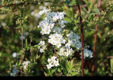 2 x Spiraea cinerea 'Grefsheim' - Struikspirea 40- 60 cm in pot