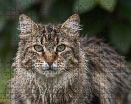 Puzzel Noorse Boskat | 500 stukjes | Dierenpuzzel | Kattenpuzzel