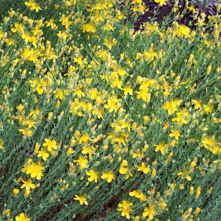 6 x Hypericum Olympicum - Hertshooi pot 9x9cm
