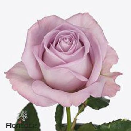 10x Rosa nayeli! 70cm