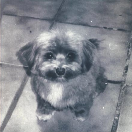 Suwi - Playing For Oscar (LP)