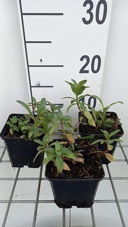 6x Wederik - Lysimachia ephemerum | 9x9 cm pot