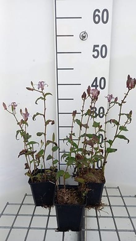 6x Tricyrtis - Tricyrtis formosana | 9x9 cm pot