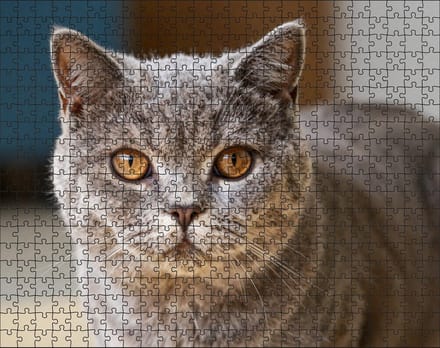 Puzzel Britse Korthaar | 500 stukjes | Dierenpuzzel | Kattenpuzzel