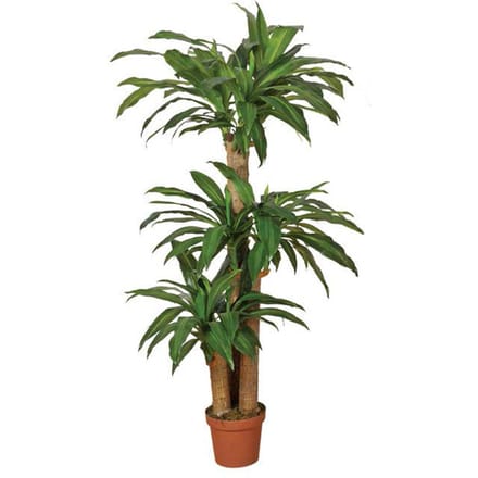 Intergard Kunstplant Dracaena 145cm