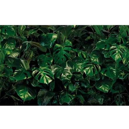 Fotobehang - Tropical Wall 400x250cm - Vliesbehang