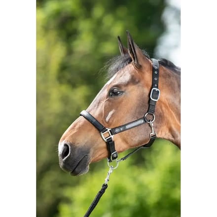Halster voor paarden HFI First