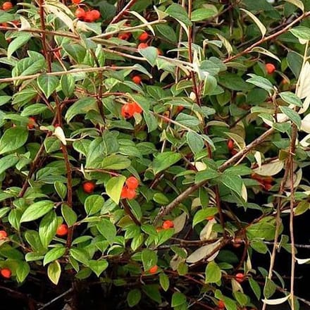 COTONEASTER FRANCHETII - Dwergmispel 60-80 cm in pot