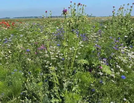 Renaissance - Veldbloemenmengsel meerjarig - 100gr. - Advanta