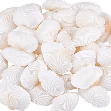 Dailygoods- -Jakobsschelp Grote Natuurlijke Strandschelp - Platte