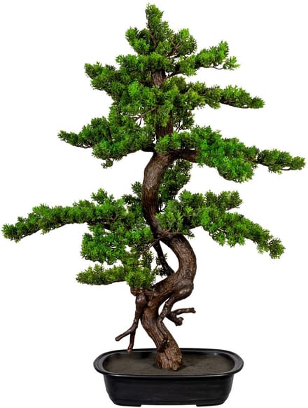 Kopu Myrtle Bonsai - Circa 85 X 55 cm - In Een Zwarte Plastic Pot