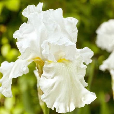 6 x Iris (G) 'Immortality' - Baardiris pot 9x9cm, witbloeiend en langbloeiend