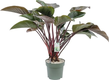 Beautanic Lifestyle - Philodendron - 110 Cm - Ø 30 - 1 Stuks