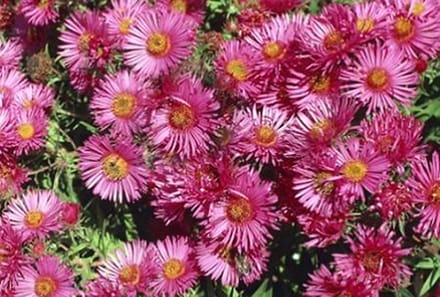 6x Aster - Aster n.a. 'Andenken An A. Pötschke' | 9x9 cm pot