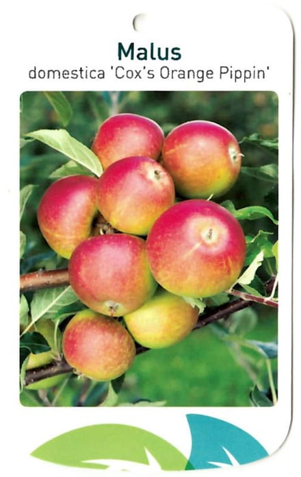 Oosterik home - Malus Domestica Cox s Orange Pippin