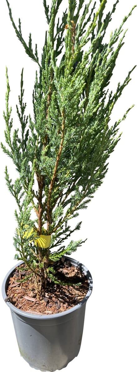 Juniperus scopulorum 'Blue Arrow' - Jeneverbes , Virginische Jeneverbes 40 - 50 cm in pot