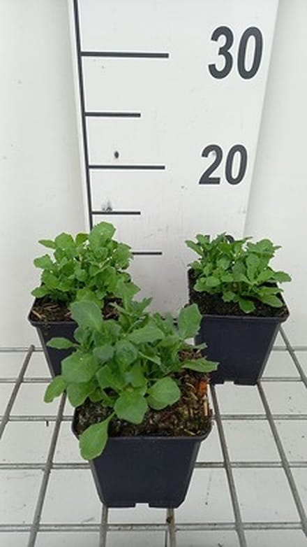 6x Blauwkussen - Aubrieta hybr. 'Whitewell Gem' | 9x9 cm pot