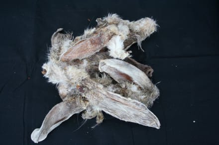 Konijnenoren met haar 2,5kg