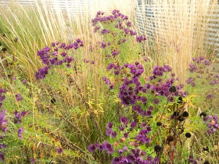 6x angliae 'Purple Dome' - Herfstaster - Aster novae | 9x9 cm pot