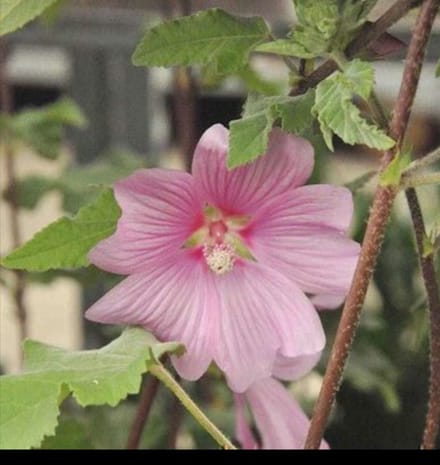 Lavatera hybr. 'Rosea' - Malvastruik, Struikmalva, 25- 30 cm in pot