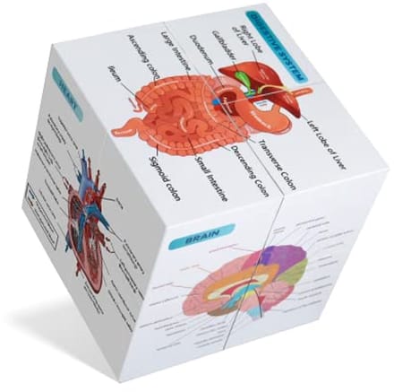 Menselijke Anatomie Poster Set - Studie Tool voor Medische Studenten - 9 Delen Hart, Spier, Skelet, Spijsvertering en Bloedsomloop