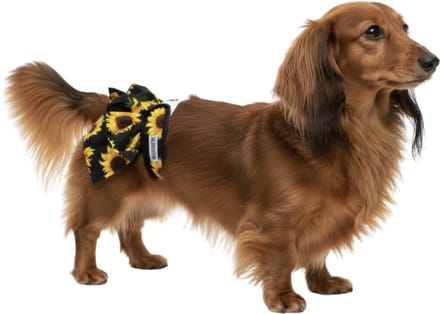 Loopsheidrokje voor teefjes - Zonnebloem - Maat S - Honden luier - Herbruikbaar