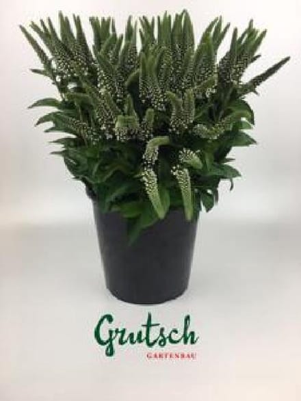 1x Lysimachia - wit 50cm