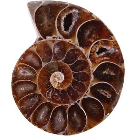 2 Stuks Ammoniet Fossiel Exemplaar Schelp Madagaskar Natuurlijke Stenen en Mineralen(4CM) black