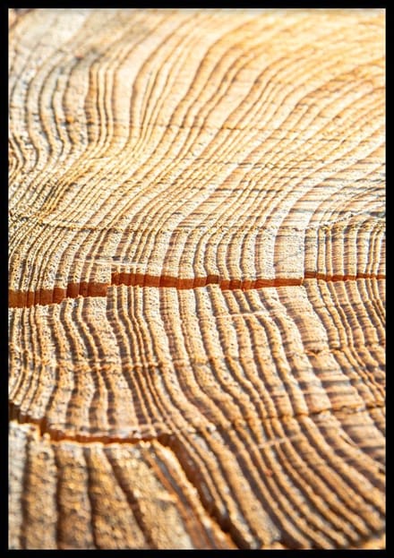 Poster Boomstam - 30x40 cm - Natuur Poster - WALLLL