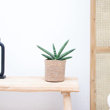 Sansevieria Skyline - 25cm