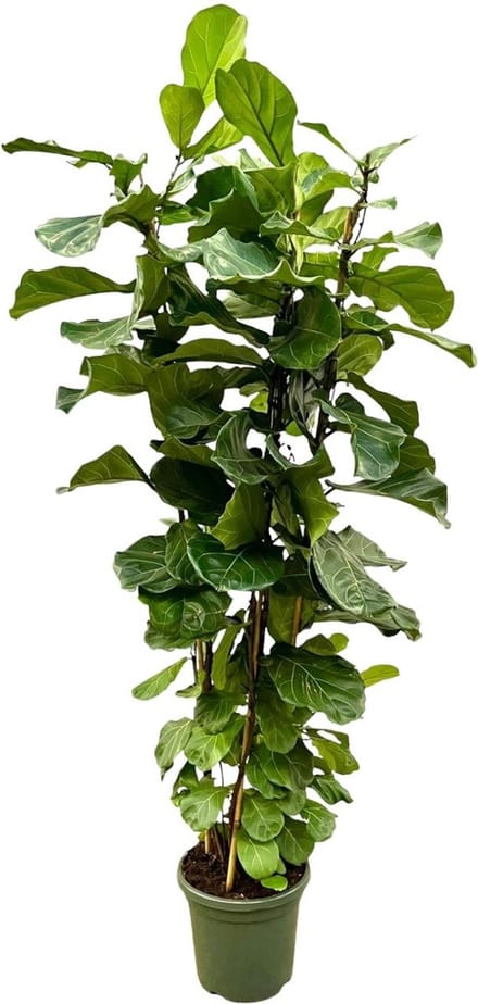 Green Harmony | Ficus Lyrata struik XL - 200cm - ø40