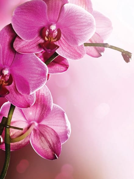 Flowers  Photo Wallcovering