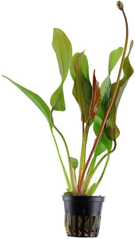 Moerings Echnodorus Red Diamond in 5 cm pot - Rood