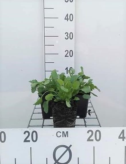 6x Margriet - Leucanthemum vulgare (chrysanth. leucanth.) | 9x9 cm pot