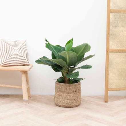 Bananenplant - 80 cm