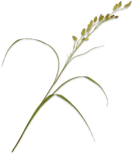 Silk-ka - Kunstbloem - groen - H108 cm - 2 stuks